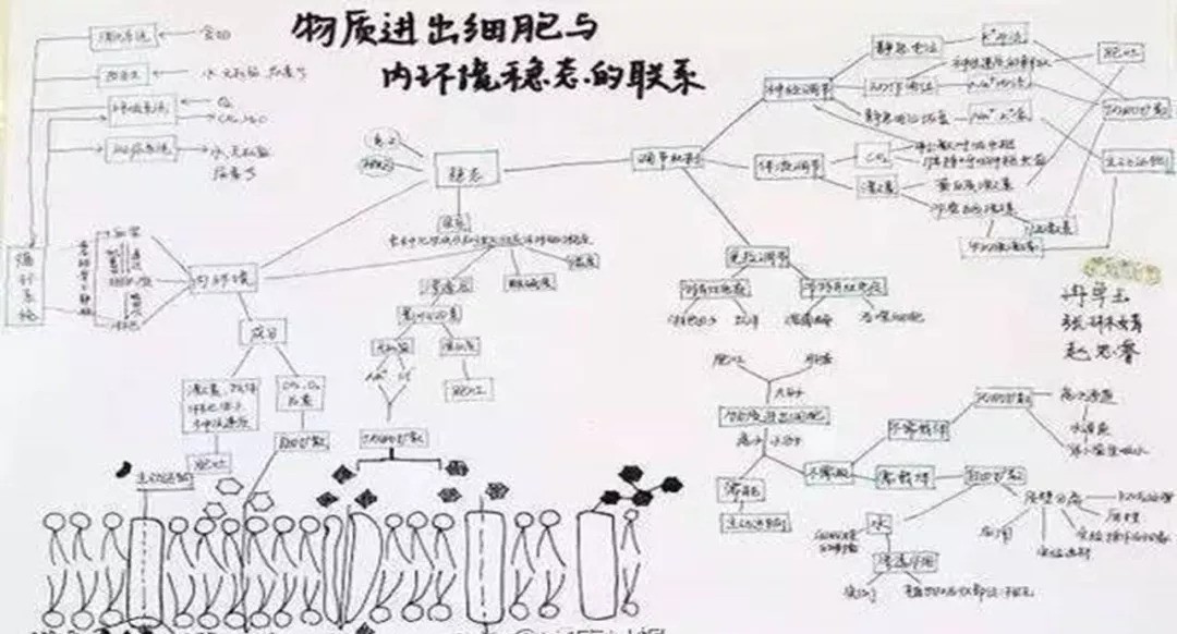 高中生物等级考如何获得A+?你要先掌握这些知